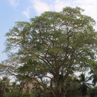 Terminalia arjuna (Roxb. ex DC.) Wight & Arn.